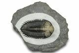 Multi-Toned Coltraneia Trilobite Fossil - Top Quality Specimen #300546-3